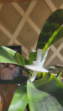 Load and play video in Gallery viewer, Lotus White V2
