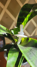 Load image into Gallery viewer, Lotus White V2
